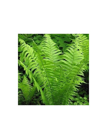 Fougère "Plume d'autruche"