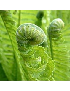 Fougère "Plume d'autruche" 2