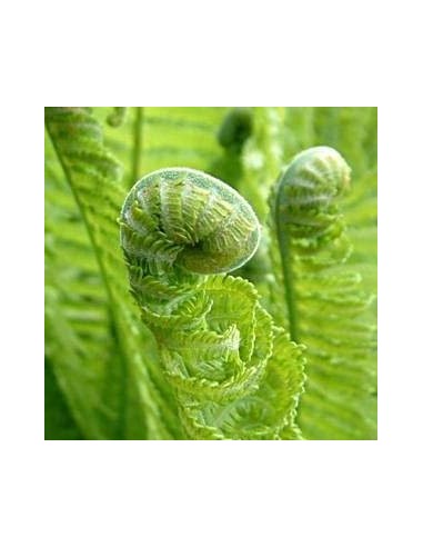 Fougère "Plume d'autruche"