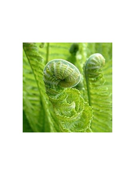 Fougère "Plume d'autruche"