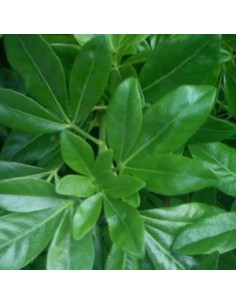 Oranger du Mexique 2