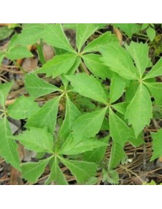 Vigne vierge