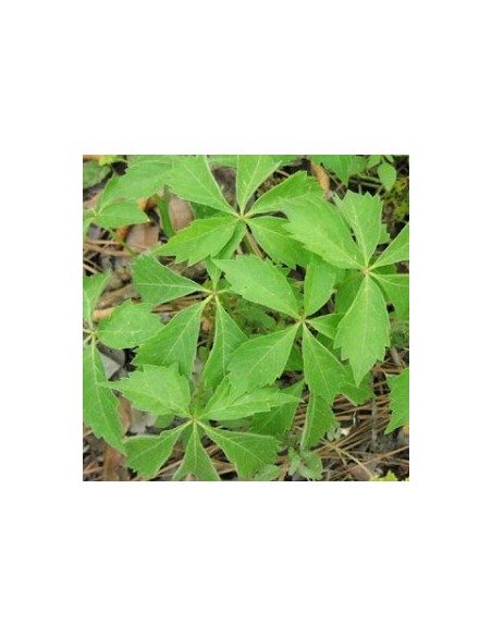 Vigne vierge