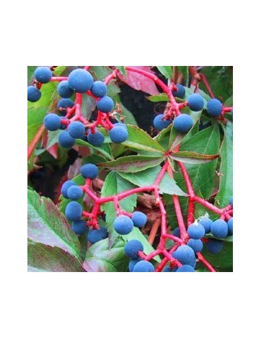 Vigne vierge
