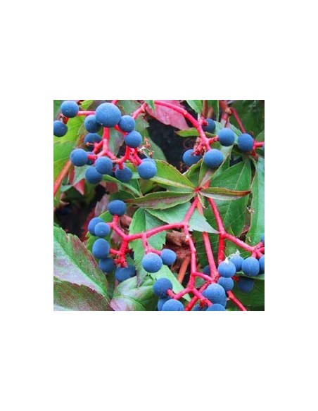 Vigne vierge