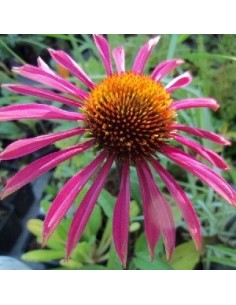 Rudbeckia pourpre "Pica bella"