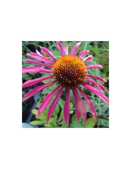 Rudbeckia pourpre "Pica bella"