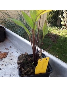 Rudbeckia pourpre "Pica bella" 2