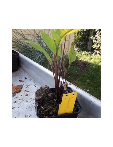 Rudbeckia pourpre "Pica bella"