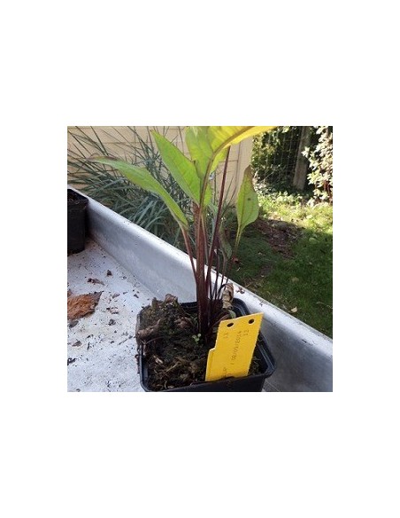 Rudbeckia pourpre "Pica bella"