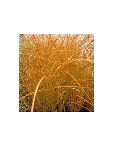 Laîche orange "Prairie fire"