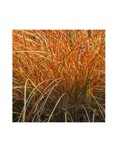 Laîche orange "Prairie fire"