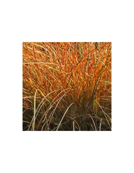 Laîche orange "Prairie fire"