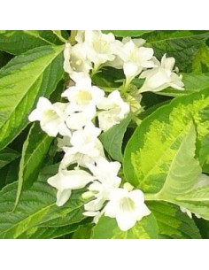 Weigelia "Milk and honey"
