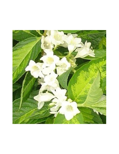 Weigelia "Milk and honey"