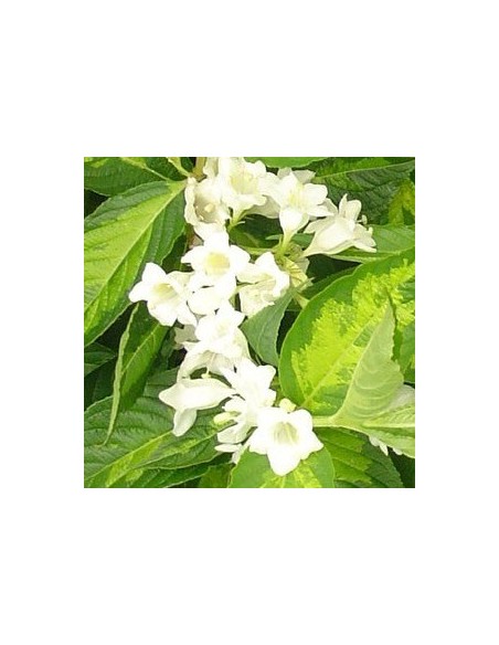 Weigelia "Milk and honey"