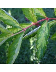 Weigelia "Milk and honey" 2