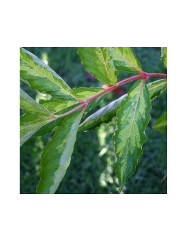 Weigelia "Milk and honey"