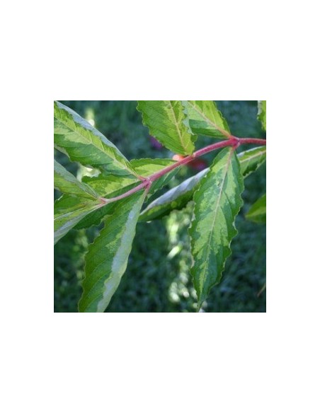 Weigelia "Milk and honey"