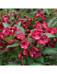 Weigelia hybride "Eva Rathke"