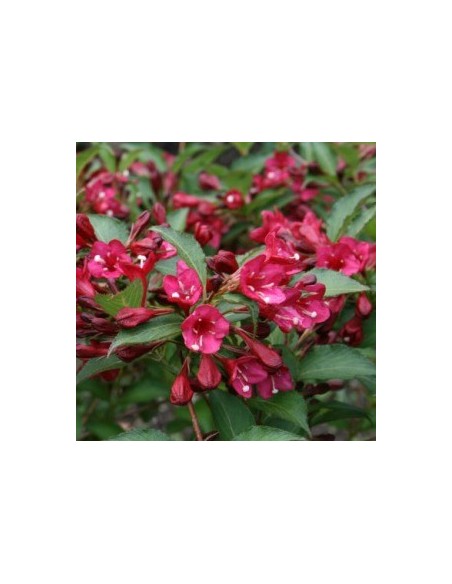 Weigelia hybride "Eva Rathke"