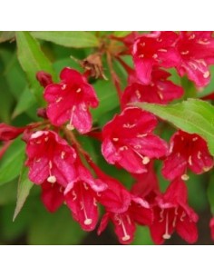 Weigelia hybride "Eva Rathke" 2