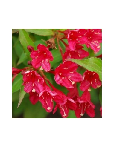Weigelia hybride "Eva Rathke"