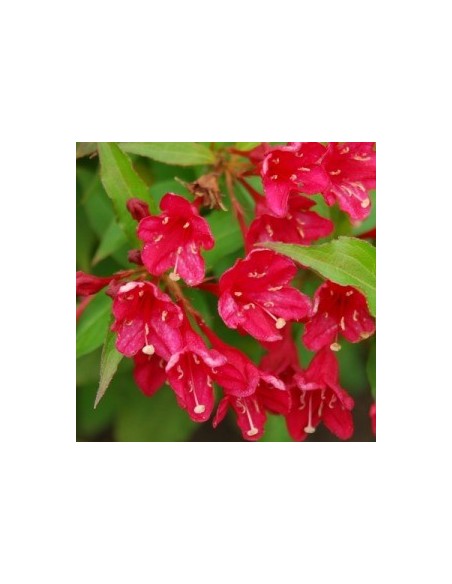 Weigelia hybride "Eva Rathke"