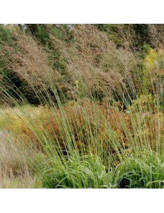 Molinie bleue "Windspiel"