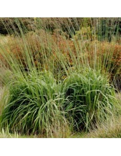 Molinie bleue "Windspiel" 2