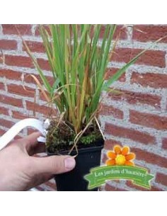 Molinie bleue "Transparent" 2