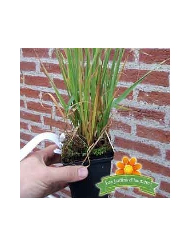 Molinie bleue "Transparent"