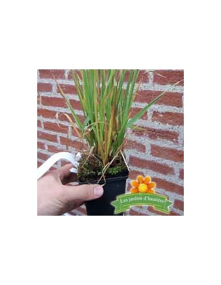 Molinie bleue "Transparent"