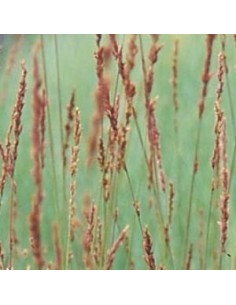 Molinie "Edith Dudszus" 2