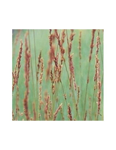 Molinie "Edith Dudszus"