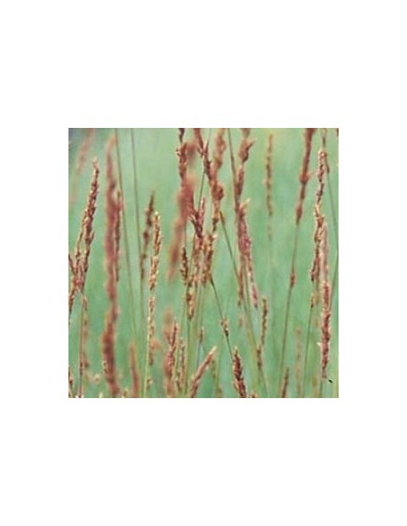 Molinie "Edith Dudszus"