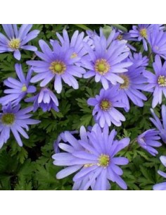 Anémone de Grèce "Blue shades"