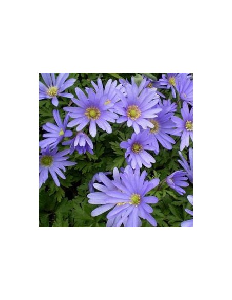 Anémone de Grèce "Blue shades"