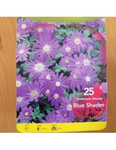 Anémone de Grèce "Blue shades" 2
