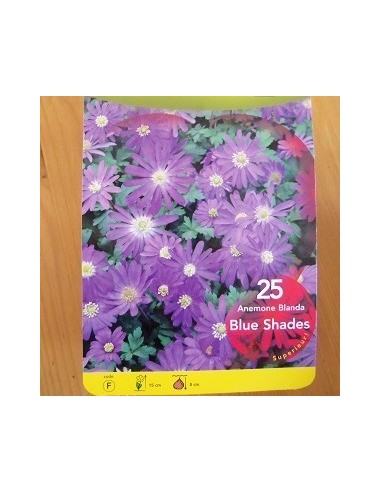 Bulbes d'anémone de Grèce "Blue shades" *25