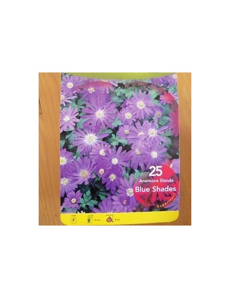 Bulbes d'anémone de Grèce "Blue shades" *25