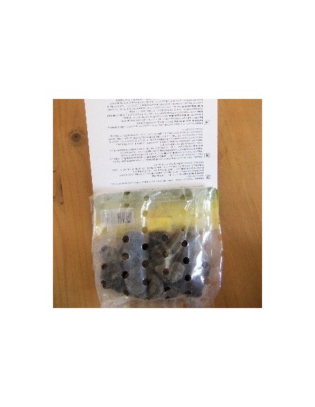 Bulbes d'anémone de Grèce "Blue shades" *25