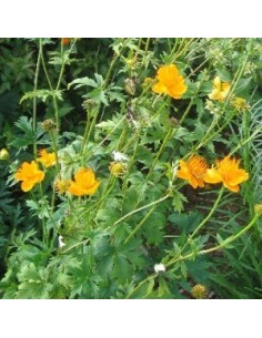 Trolle de Chine "Golden queen" 2