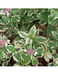 Hortensia "Tricolor"