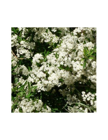 Buisson ardent "red column"