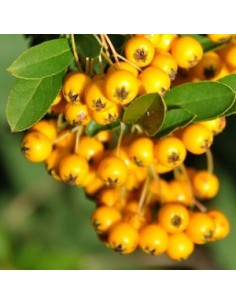 Buisson ardent "soleil d'or"