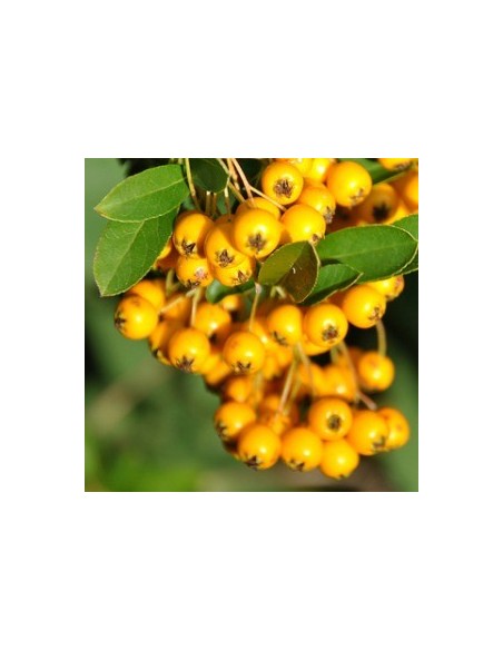 Buisson ardent "soleil d'or" Buisson ardent "soleil d'or"