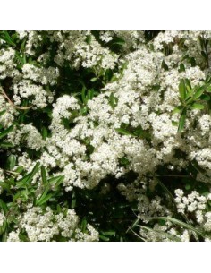 Buisson ardent "Orange glow" 2