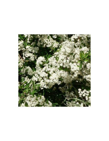 Buisson ardent "golden charmer" Buisson ardent "golden charmer"