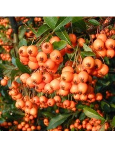Buisson ardent "Orange glow"